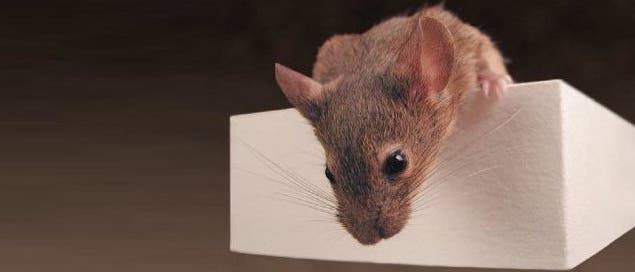 Labormaus Labormaus