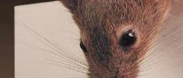 Nase einer neugierigen Maus Nase einer neugierigen Maus