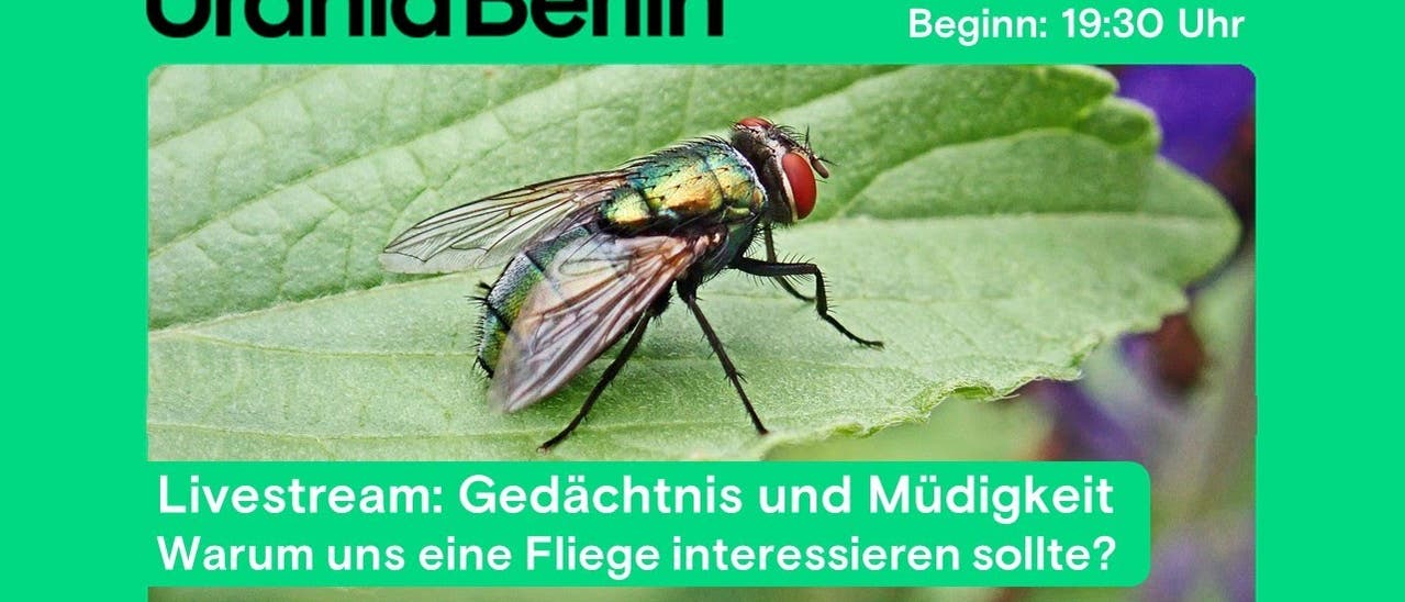 Gedächtnis und Müdigkeit Warum uns eine Fliege interessieren sollte? Gedächtnis und Müdigkeit Warum uns eine Fliege interessieren sollte?