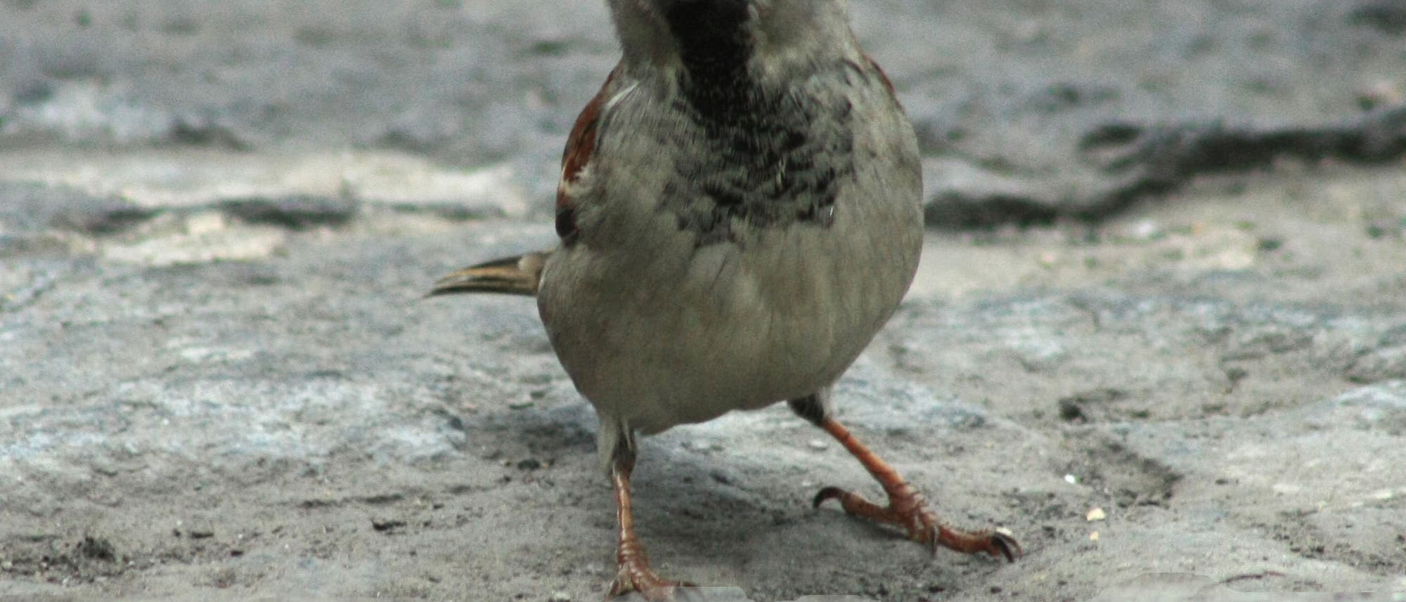 Mexikanischer Hausspatz sucht ungewöhnliches Nestmaterial Mexikanischer Hausspatz sucht ungewöhnliches Nestmaterial