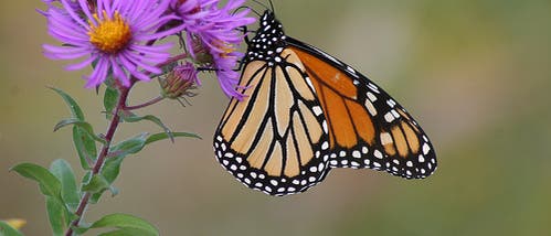 Der Monarch unter den Faltern Der Monarch unter den Faltern