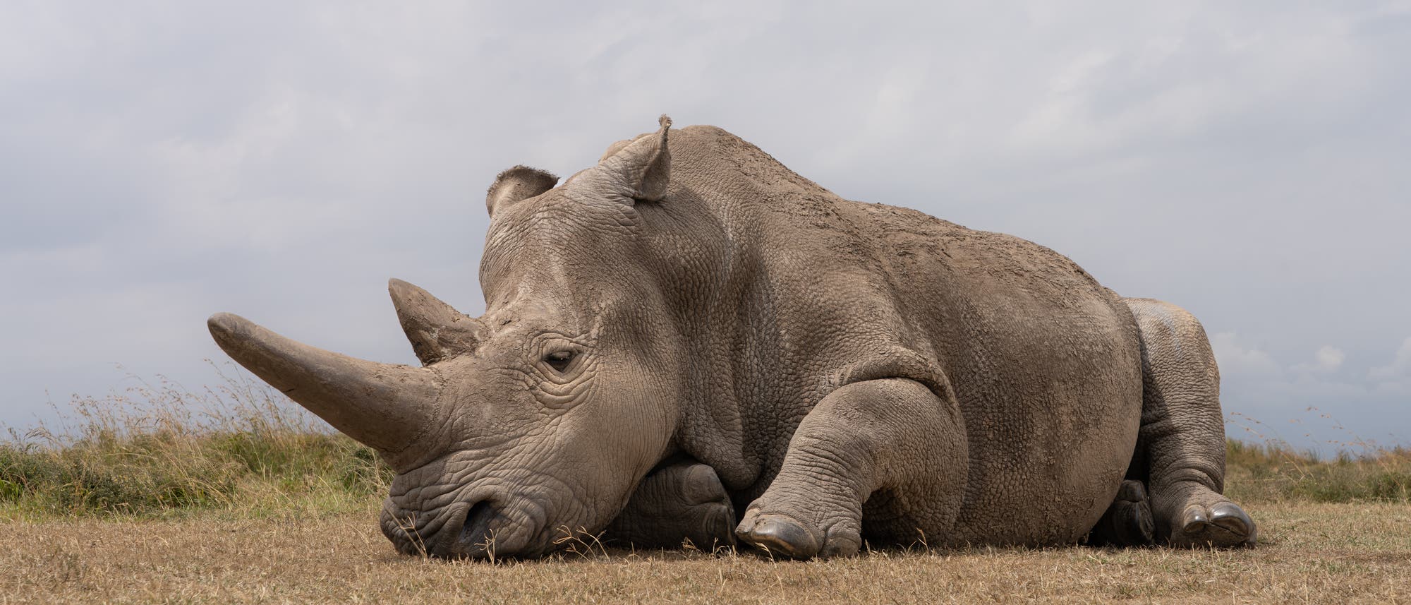 Najin, ein Nördliches Breitmaulnashorn Najin, ein Nördliches Breitmaulnashorn