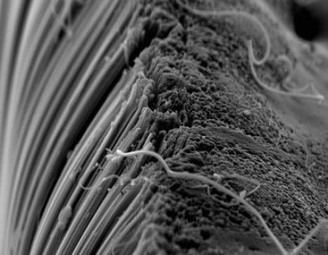Kohlenstoff-Nanoröhrchen
