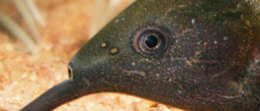 Elefantennasenfisch Elefantennasenfisch