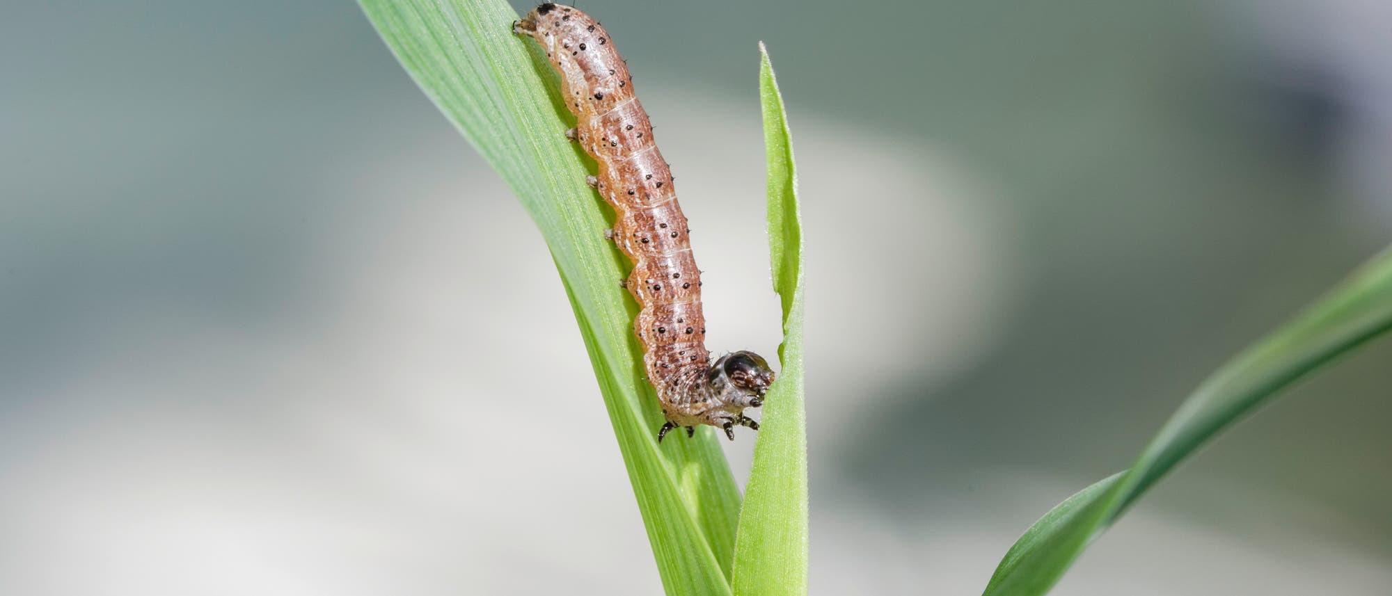 Maisschädling Spodoptera Maisschädling Spodoptera