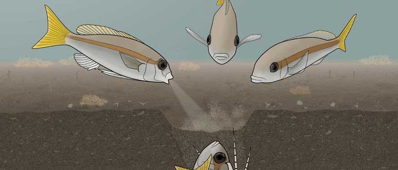 Fische attackieren den Bobbitwurm (Zeichnung) Fische attackieren den Bobbitwurm (Zeichnung)