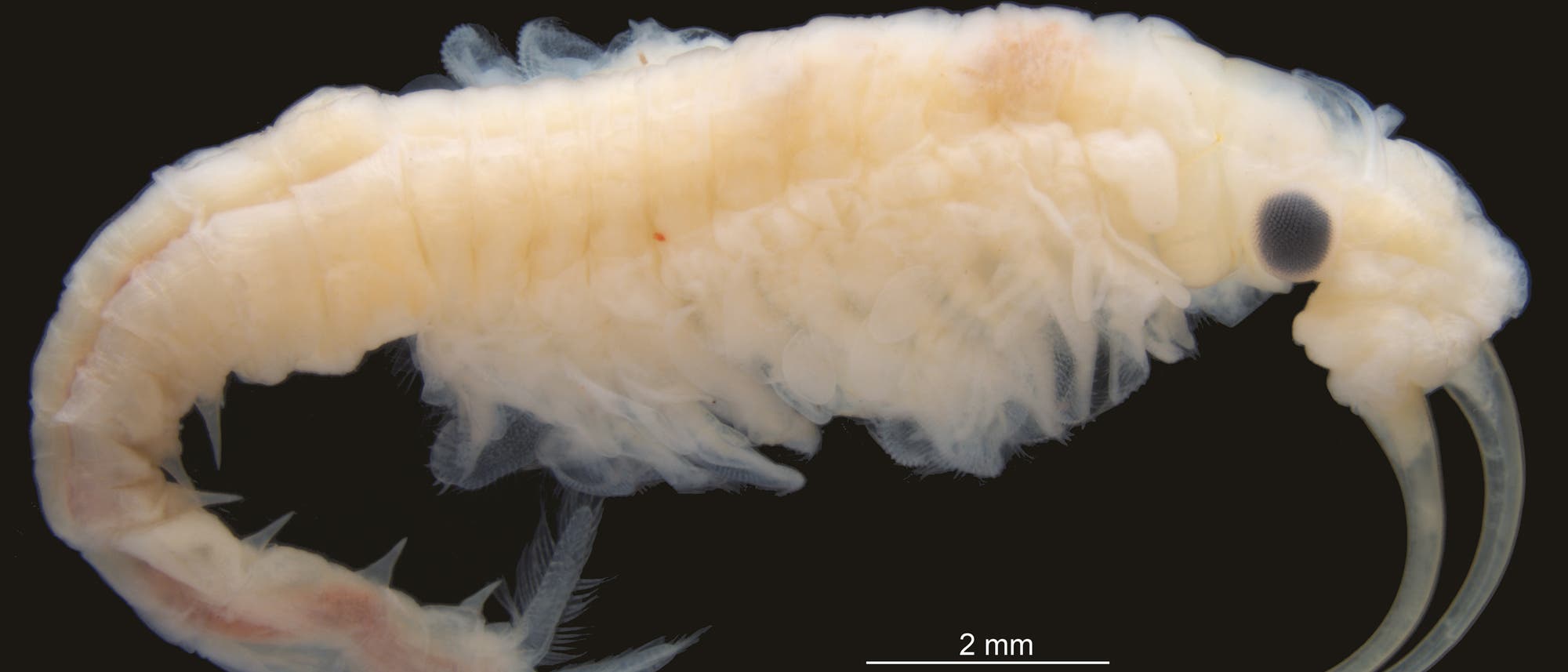 Urzeitkrebs Phallocryptus fahimii Urzeitkrebs Phallocryptus fahimii
