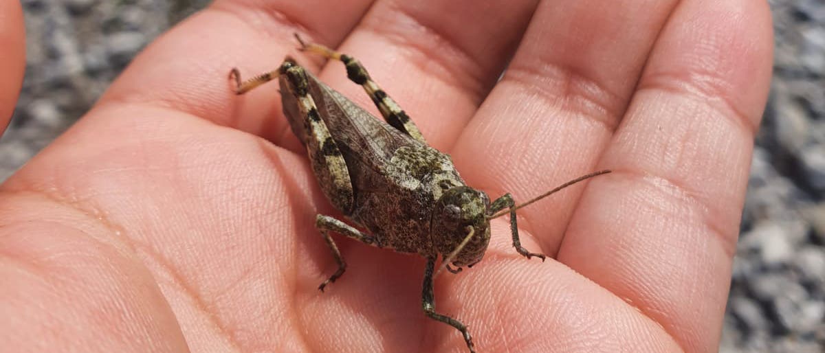 Die Gefleckte Schnarrschrecke bevorzugt sandige Habitate Die Gefleckte Schnarrschrecke bevorzugt sandige Habitate