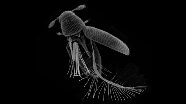 Der Käfer Paratuposa placentis.