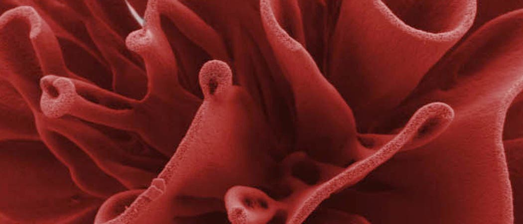 Ausschnitt einer Nanorose