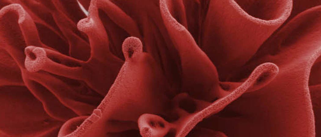 Ausschnitt einer Nanorose Ausschnitt einer Nanorose