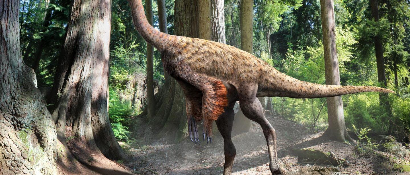 Befiederung des Ornithomimus mit nacktem Hinterteil Befiederung des Ornithomimus mit nacktem Hinterteil