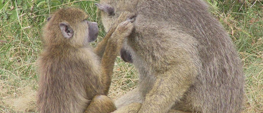 Väterliche Fürsorge Väterliche Fürsorge