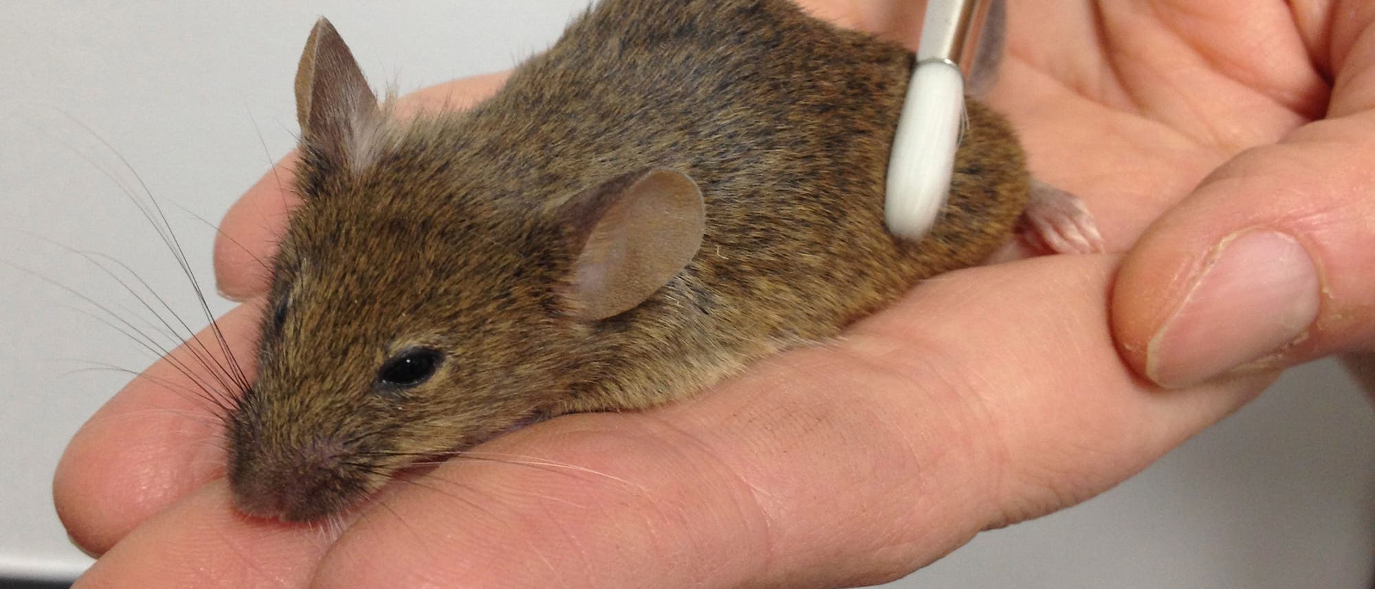 Gestreichelte Maus Gestreichelte Maus