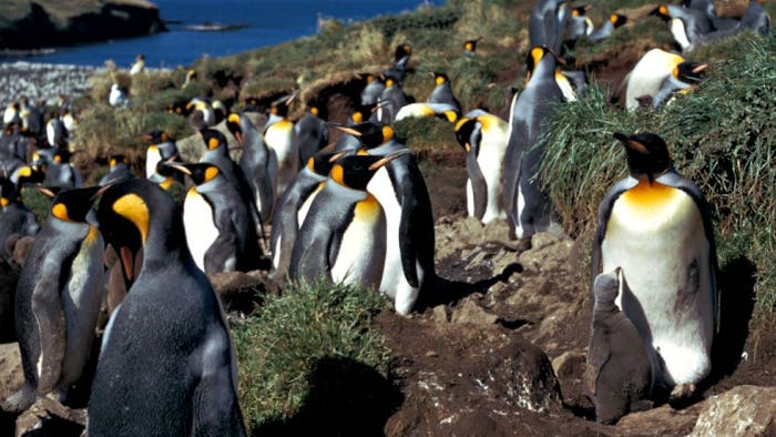 Königspinguine nahe der Antarktis