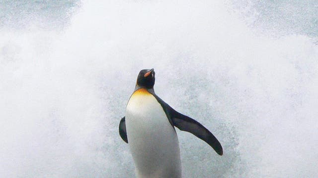 Pinguin geht an Land