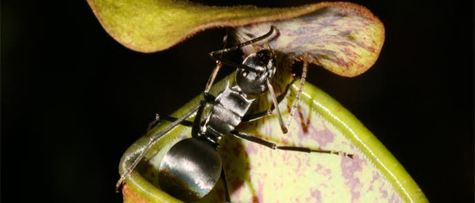 Nepenthes gracilis Nepenthes gracilis