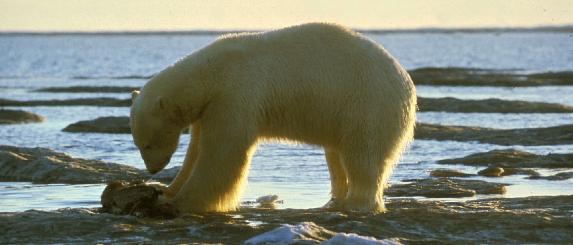 Eisbär Eisbär