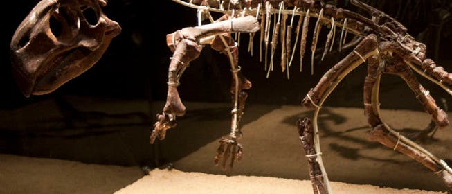 Skelett eines Papagei-Dinosauriers Skelett eines Papagei-Dinosauriers