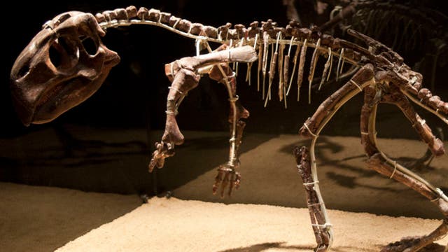 Skelett eines Papagei-Dinosauriers
