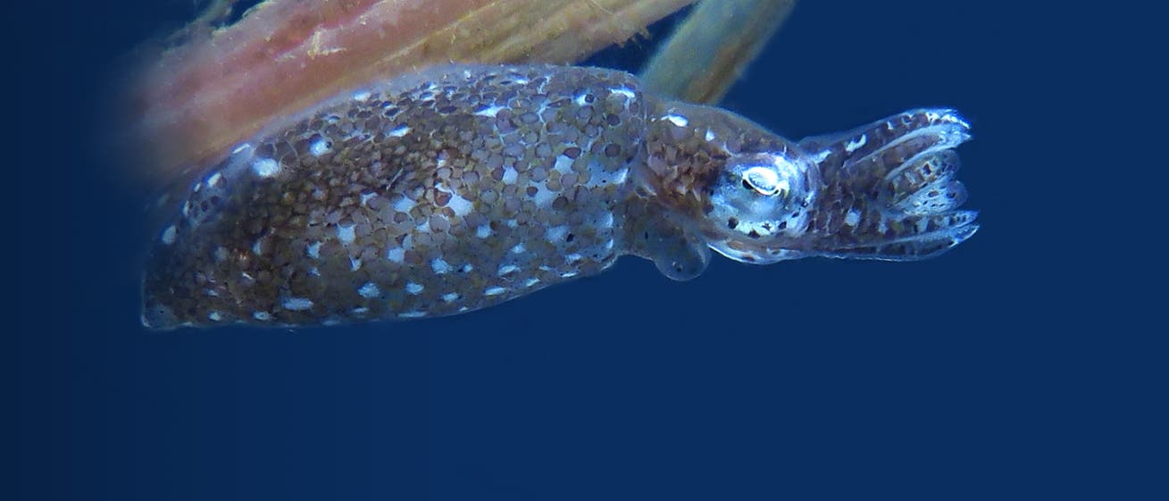 Zwergtintenfisch Zwergtintenfisch