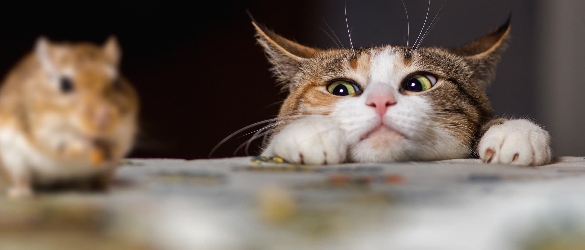 Katze jagt Maus Katze jagt Maus
