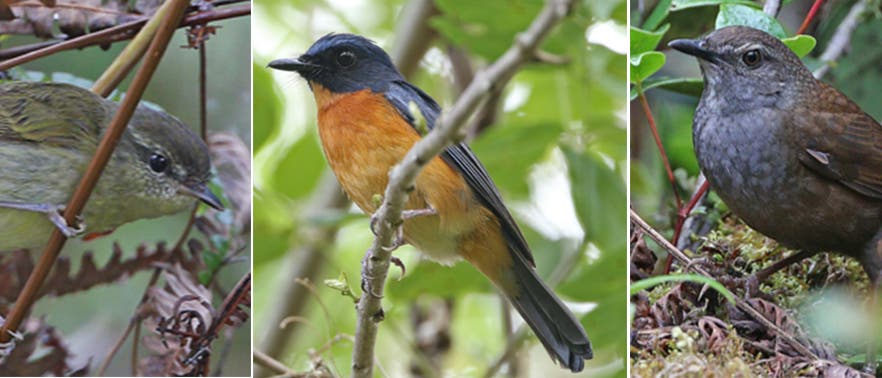 links: Taliabu-Schwirl, Mitte: Togian-Fliegenschnäpper, rechts: Taliabu-Laubsänger links: Taliabu-Schwirl, Mitte: Togian-Fliegenschnäpper, rechts: Taliabu-Laubsänger