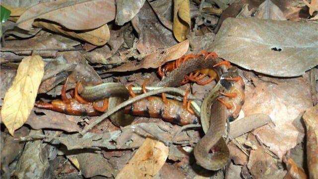 Ein Hundertfüßer umfasst eine deutlich größere Schlange mit seinen Beinen.