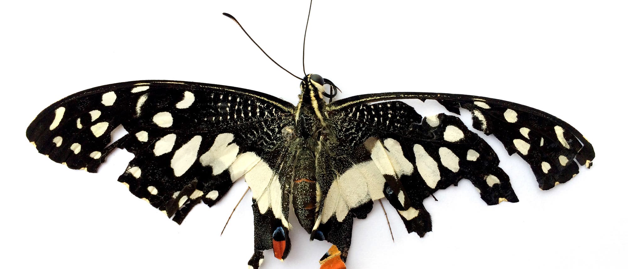 Toter Schmetterling Toter Schmetterling