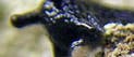 Schnecke <i>Napaeus barquini</i> beim Tarnen mit Flechtenhöckern Schnecke <i>Napaeus barquini</i> beim Tarnen mit Flechtenhöckern