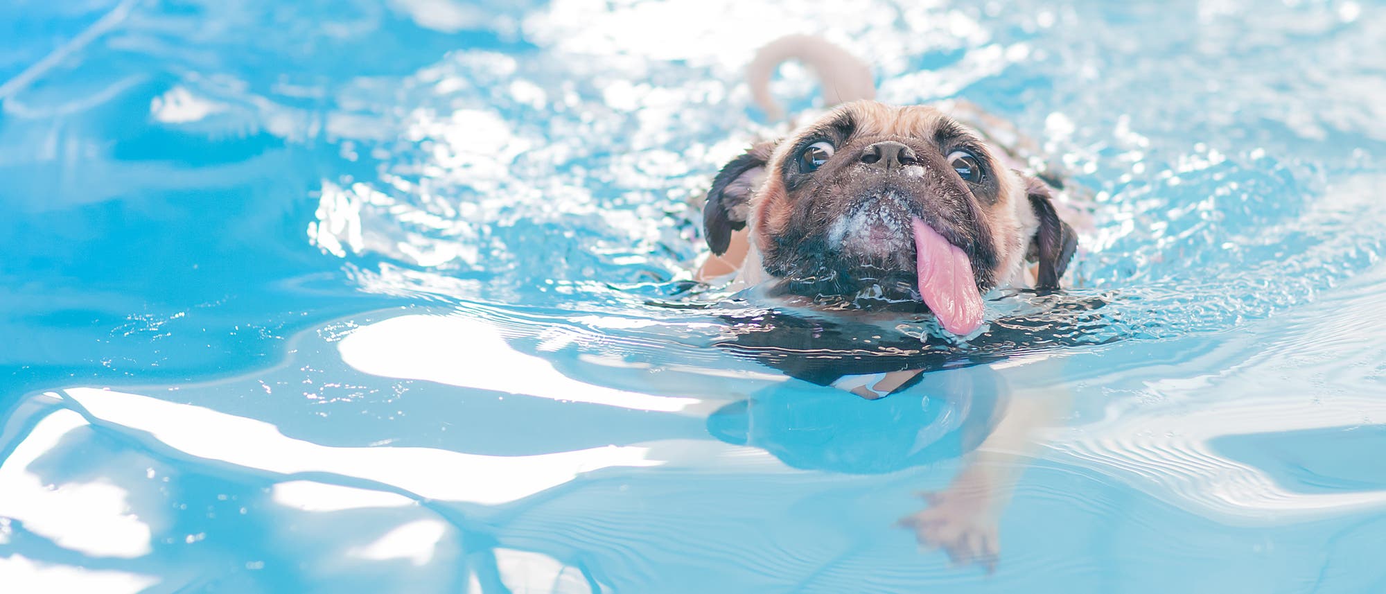 Ein Hund schwimmt im Schwimmbad und markiert hoffentlich nicht sein Revier Ein Hund schwimmt im Schwimmbad und markiert hoffentlich nicht sein Revier
