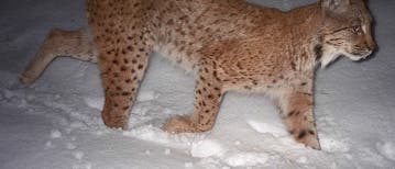 Luchs auf nächtlicher Pirsch Luchs auf nächtlicher Pirsch