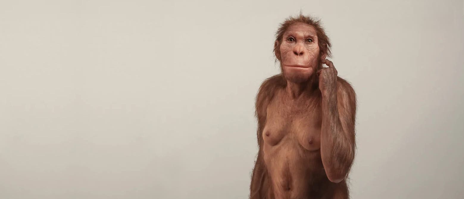 Lebendrekonstruktion eines Australopithecus sediba Lebendrekonstruktion eines Australopithecus sediba