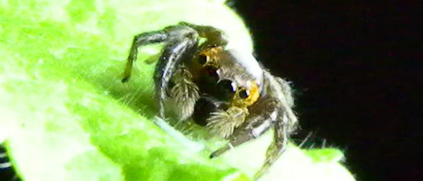 Springspinne Springspinne