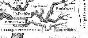 Stammbaum Haeckel Stammbaum Haeckel