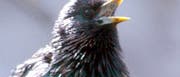 Europäischer Star (Sturnus vulgaris) Europäischer Star (Sturnus vulgaris)