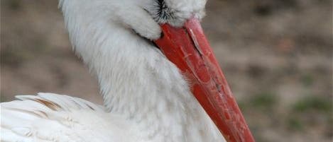 Weißstorch Weißstorch