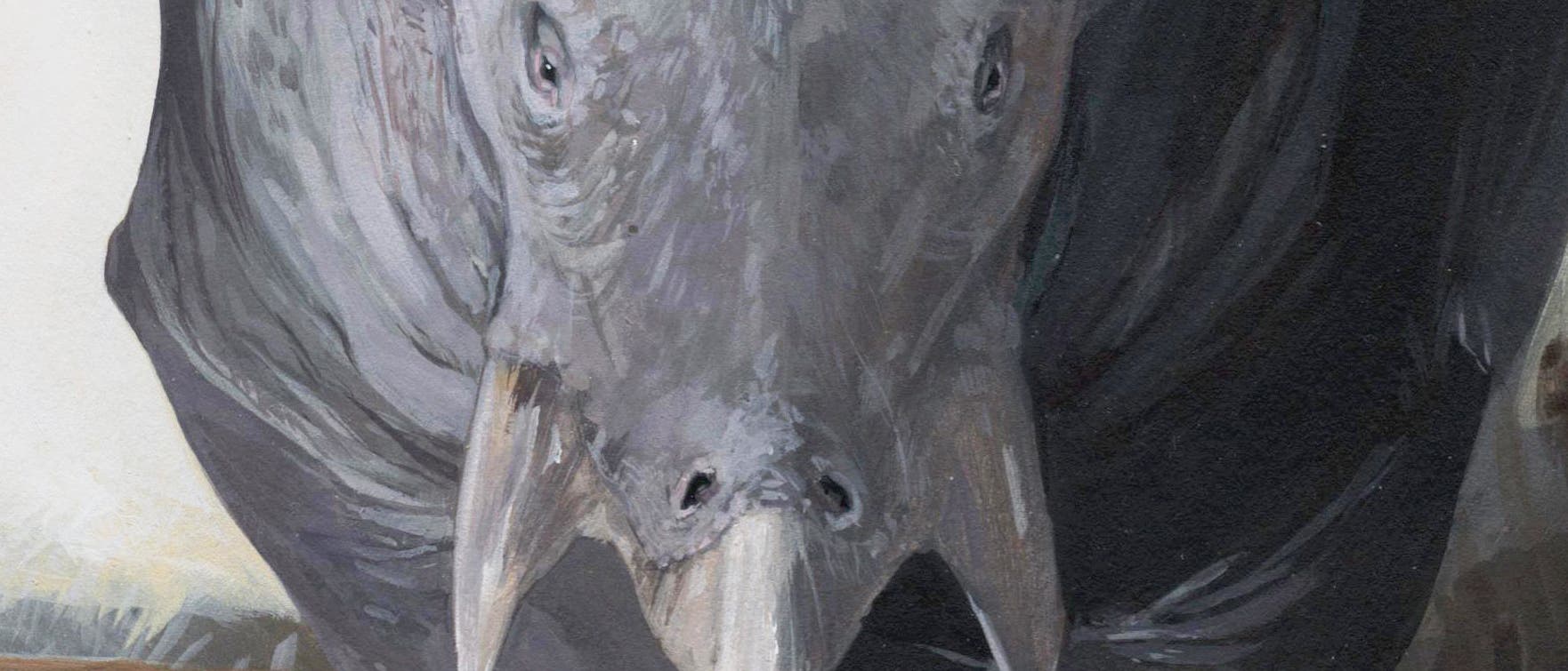 Lisowicia bojani Lisowicia bojani