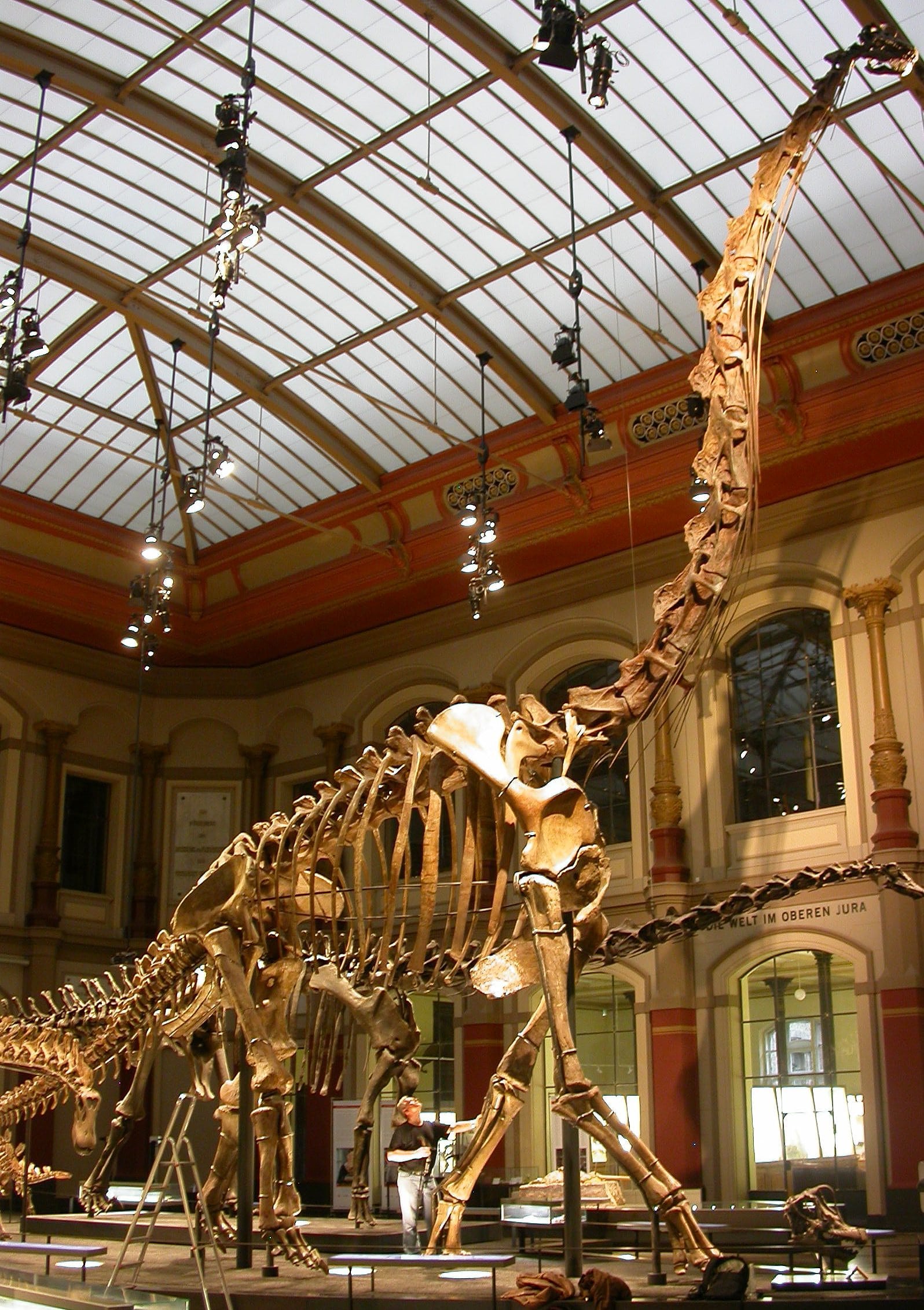 <i>Brachiosaurus</i> im Berliner Museum <i>Brachiosaurus</i> im Berliner Museum