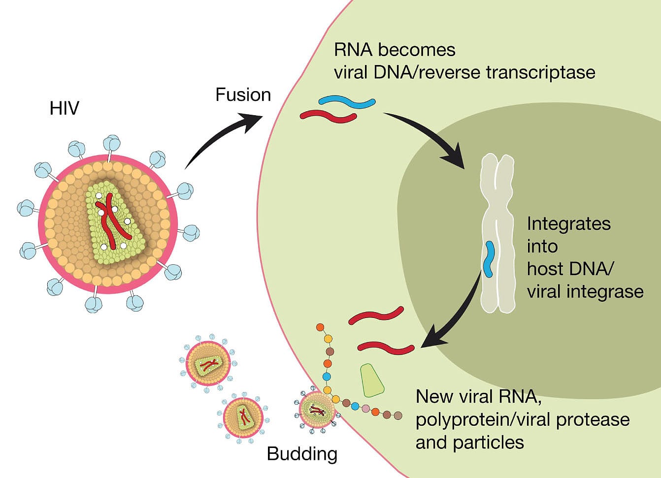 Фермент обратная транскриптаза. Обратная транскрипция у ДНК вирусов. Обратная транскриптаза вируса ВИЧ. Обратная транскрипция РНК вируса.