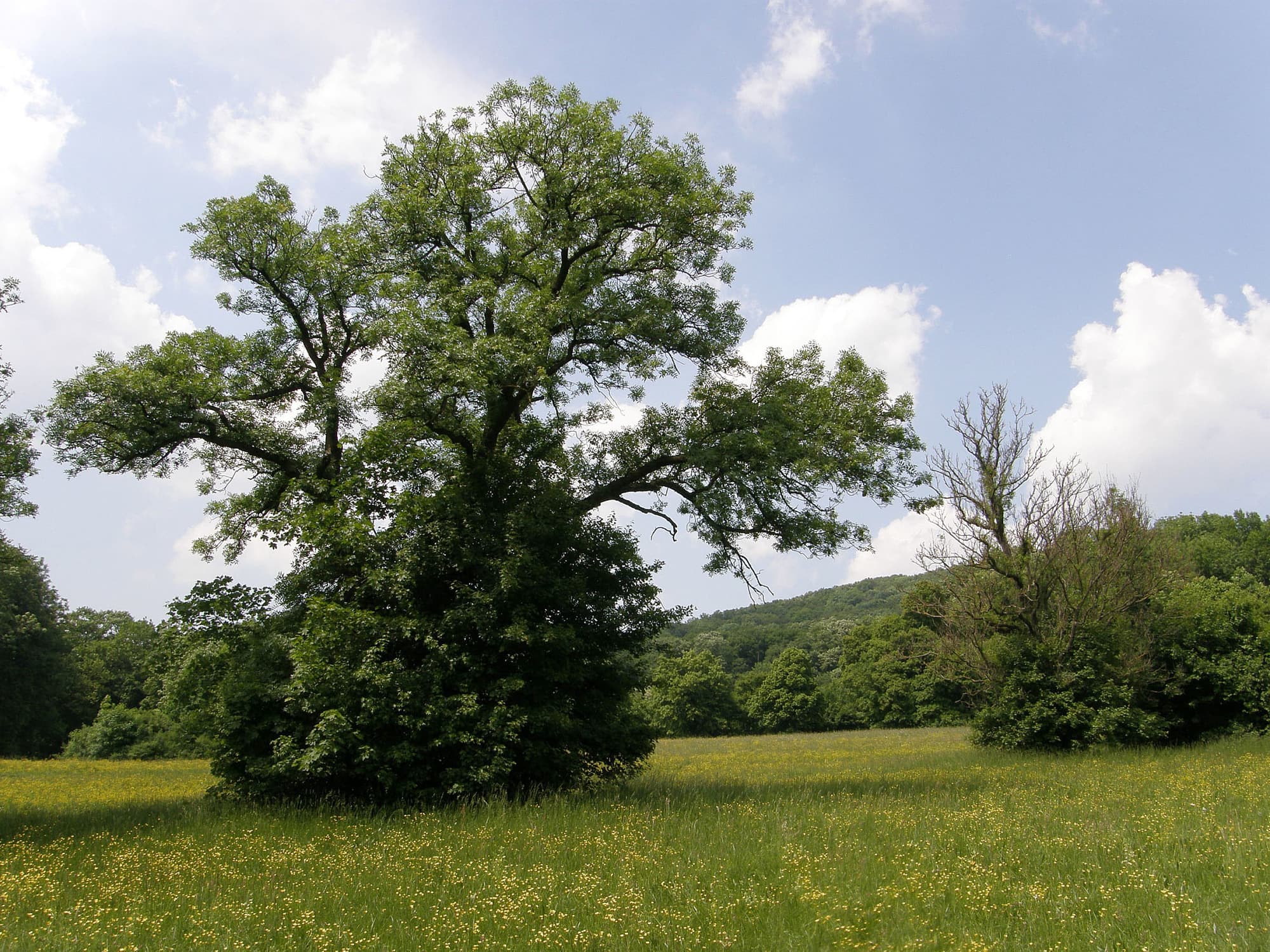 Eschensterben Eschensterben