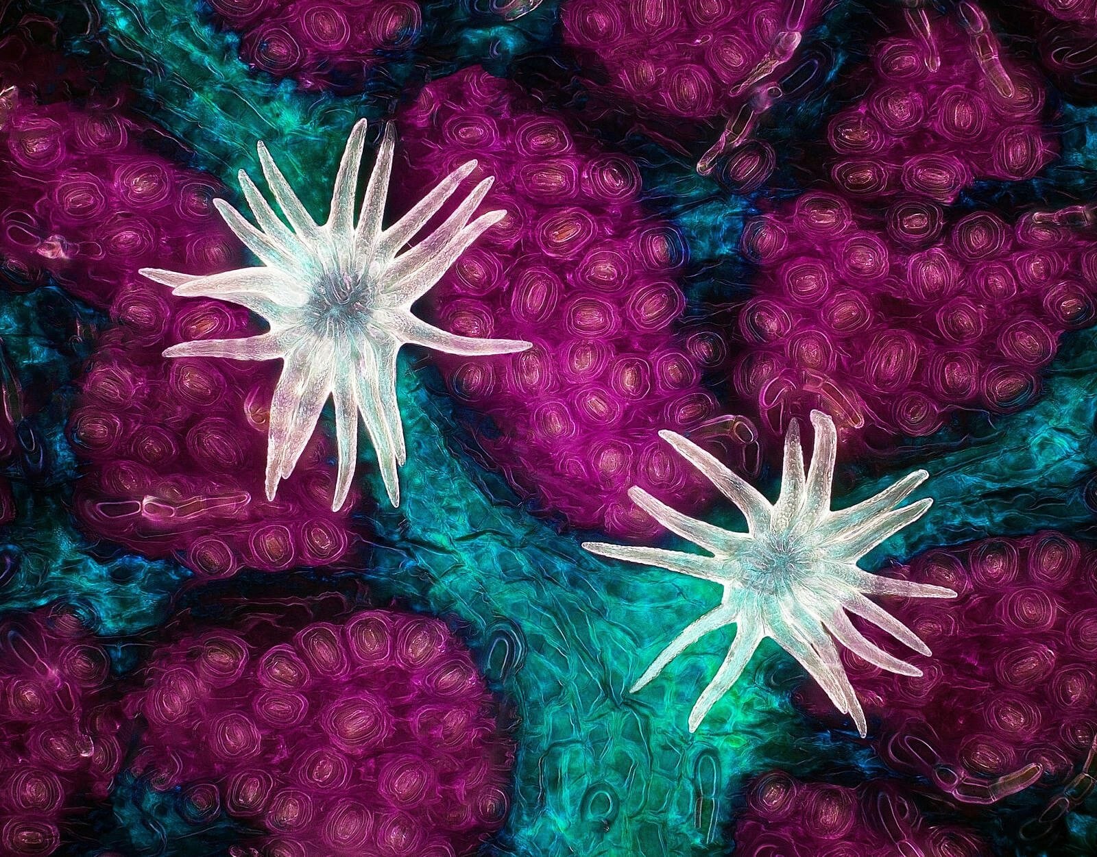 Der Gewinner des 47. Nikon-Small-World-Wettbewerbs Der Gewinner des 47. Nikon-Small-World-Wettbewerbs