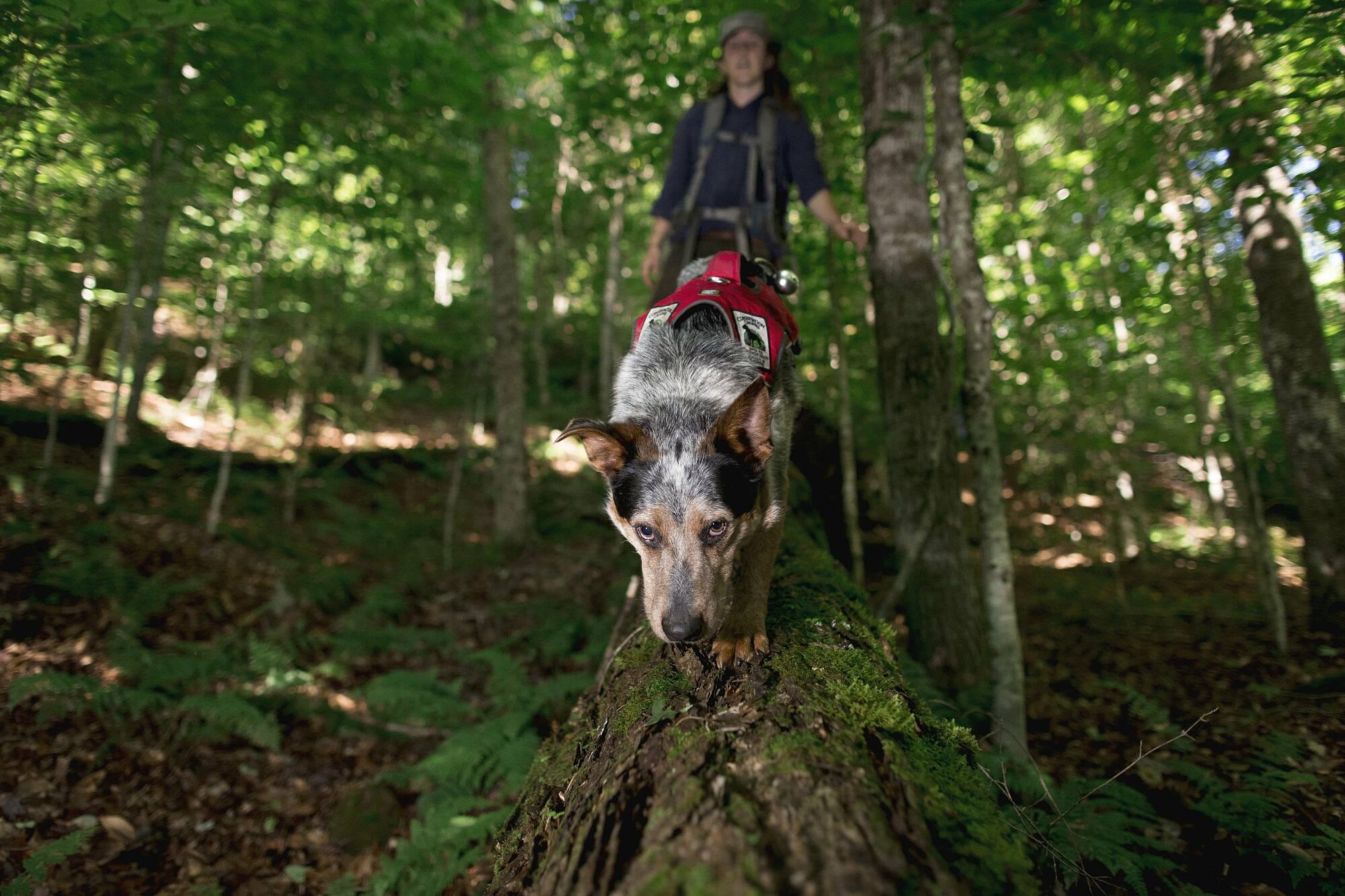 Spürhund Spürhund