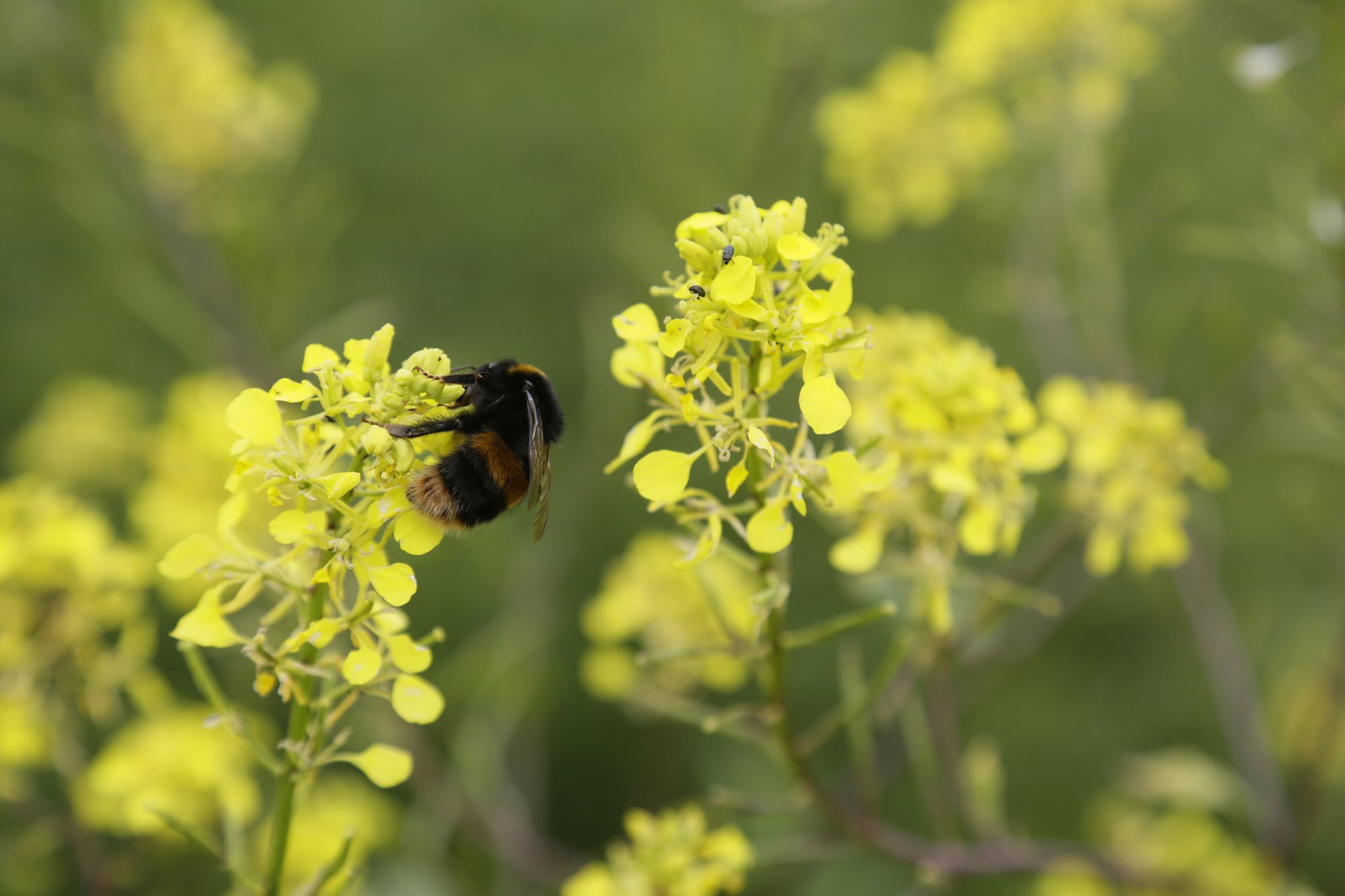Hummel am Raps Hummel am Raps