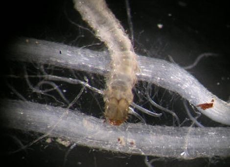 <i>Diabrotica virgifera</i> <i>Diabrotica virgifera</i>