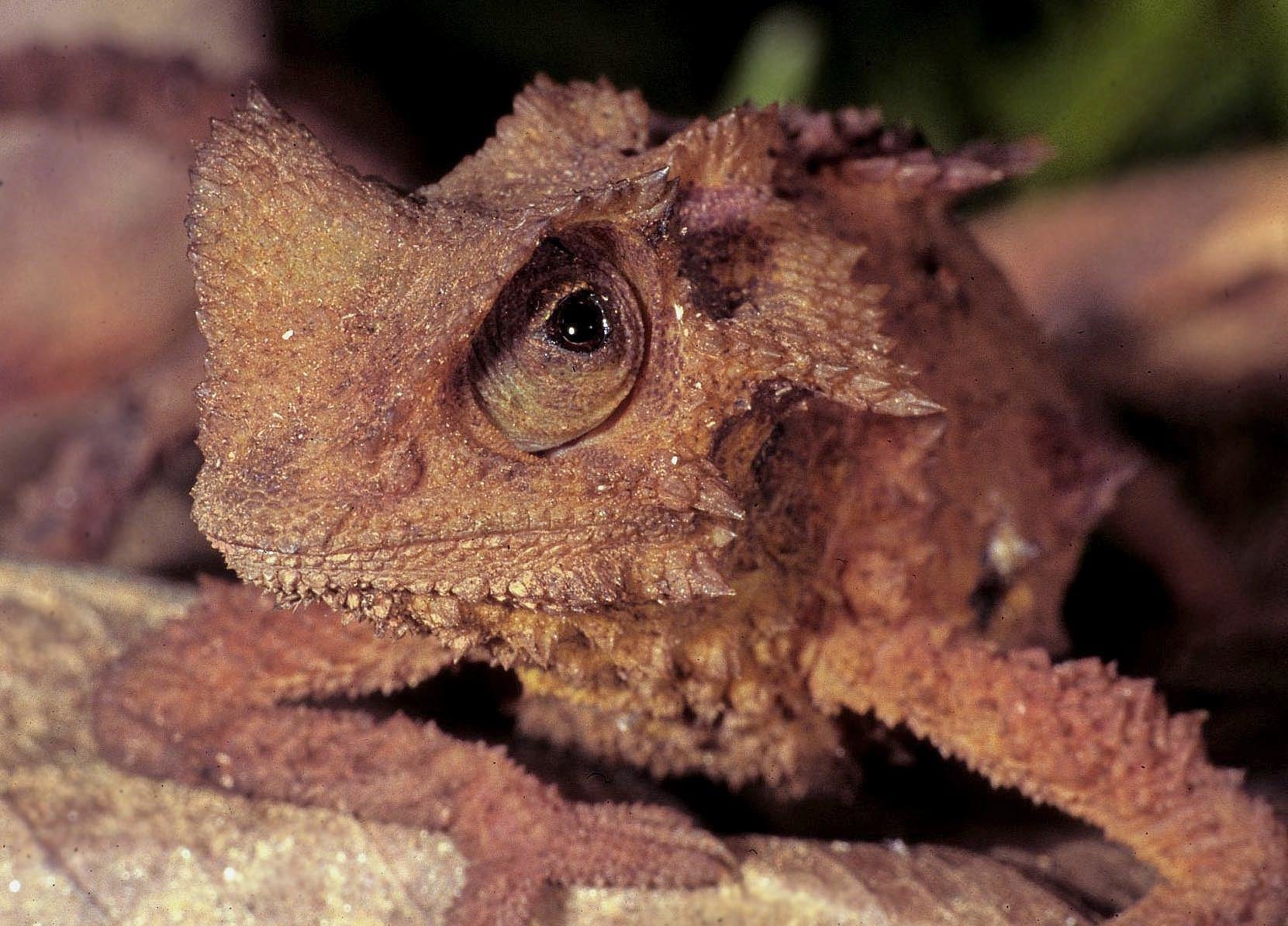 Brookesia perarmata Brookesia perarmata