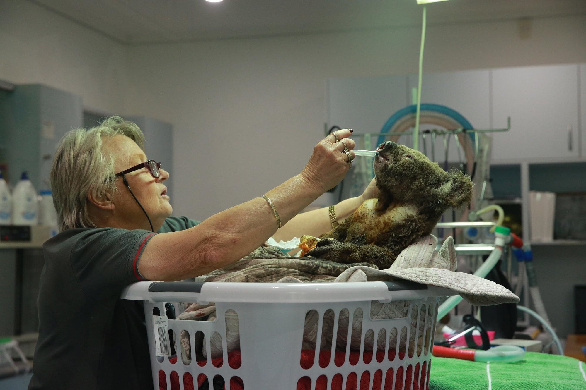Koala-Behandlung im Port Macquarie Koala Hospital Koala-Behandlung im Port Macquarie Koala Hospital