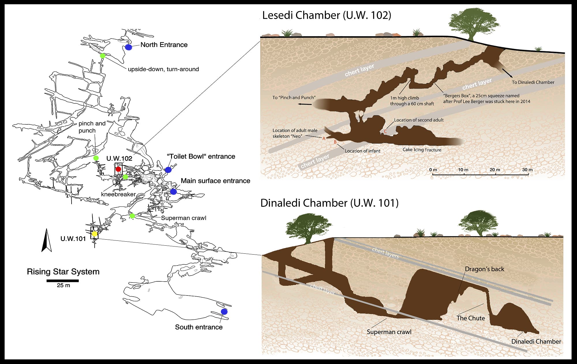 Sudafrika Noch Viel Mehr Funde Von Homo Naledi Spektrum Der Wissenschaft