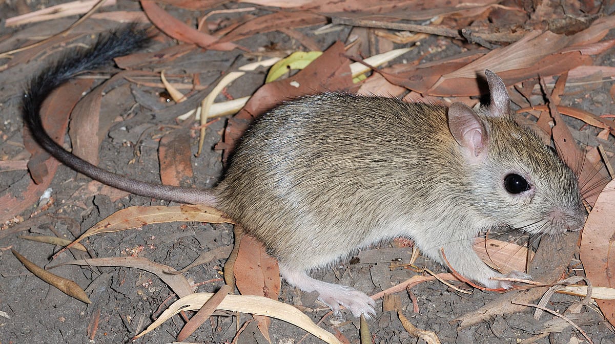 Auch die Borstenschwanz-Kängururatte <em>(Conilurus penicillatus)</em> ist wegen eingeschleppter Säugetiere bedroht. Auch die Borstenschwanz-Kängururatte <em>(Conilurus penicillatus)</em> ist wegen eingeschleppter Säugetiere bedroht.
