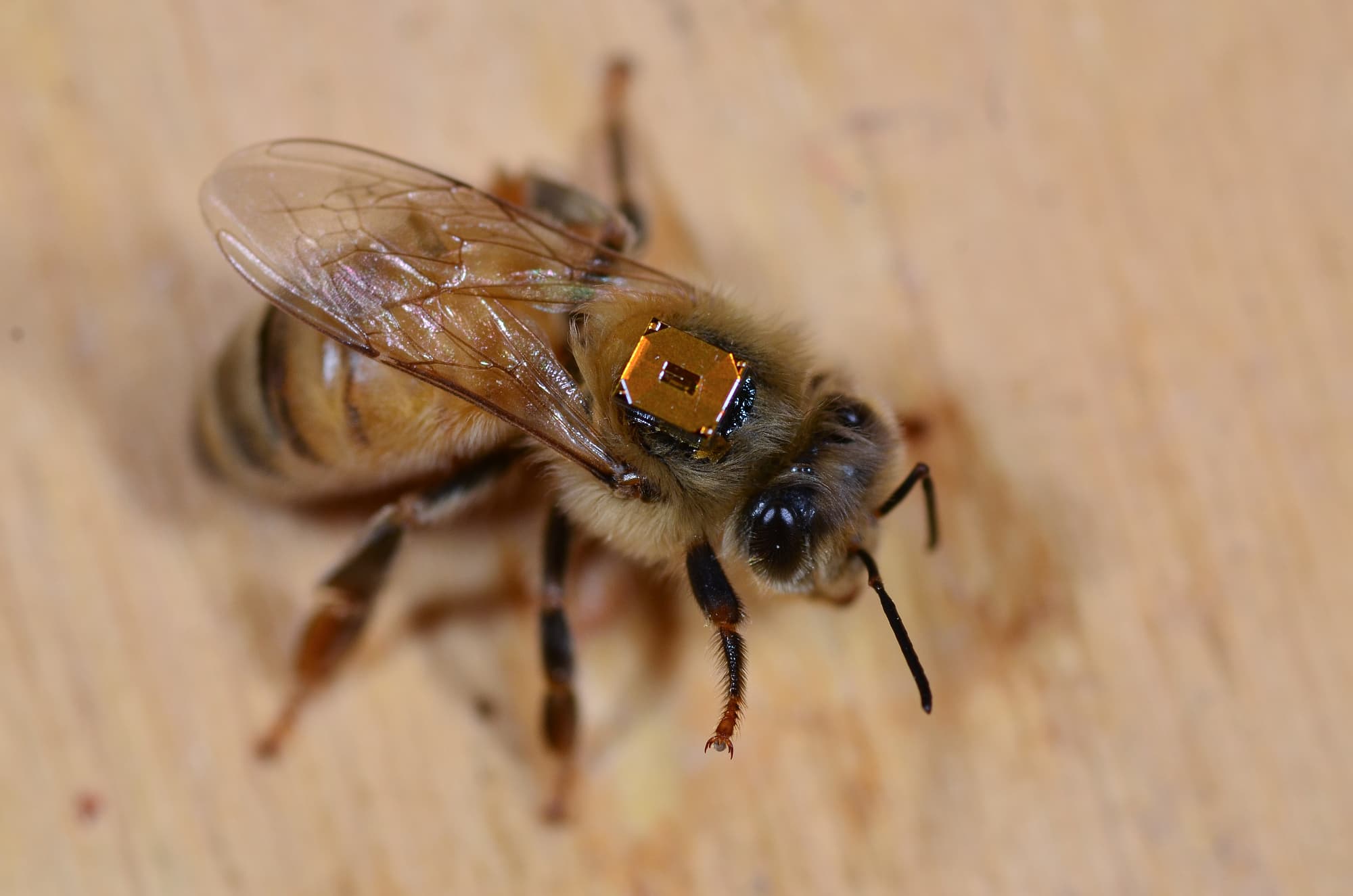 Um aufzuzeichnen, wann die Honigbienen den Stock verlassen, stattete das kanadische Forschungsteam sie mit RFID-Chips aus. Um aufzuzeichnen, wann die Honigbienen den Stock verlassen, stattete das kanadische Forschungsteam sie mit RFID-Chips aus.